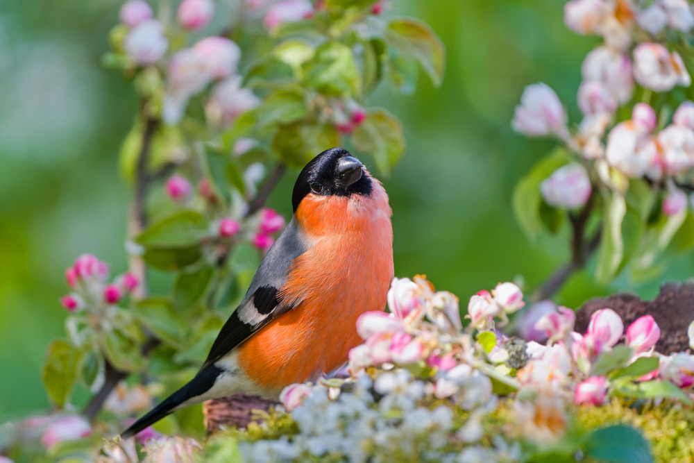 10 птиц, обитающих в Подмосковье