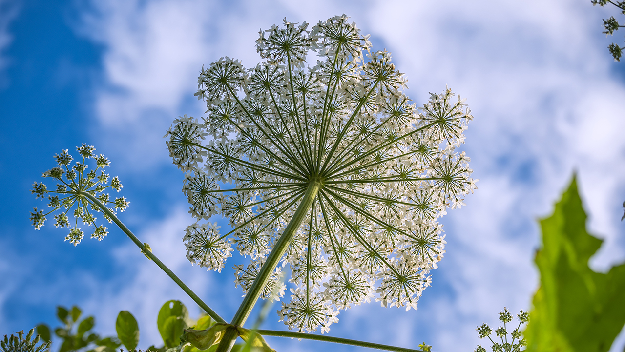 10 инвазивных растений, которые угрожают природе России