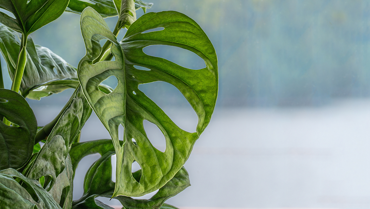 Почему монстера «плачет» перед дождем