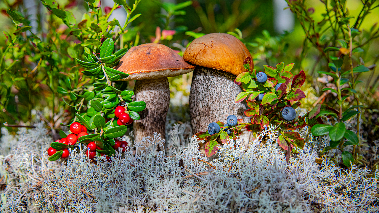 У грибов обнаружили способность замораживать воду
