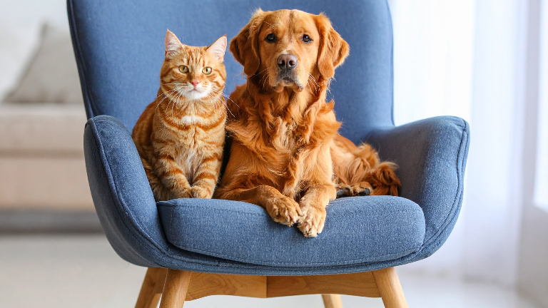 Ваше домашнее животное: все, что вы хотели знать