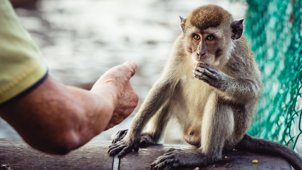 Обезьяны лечатся после фастфуда, оставленного туристами