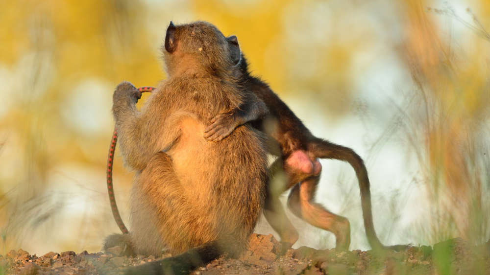 Немецкий зоопарк скормил своих бабуинов тиграм и львам