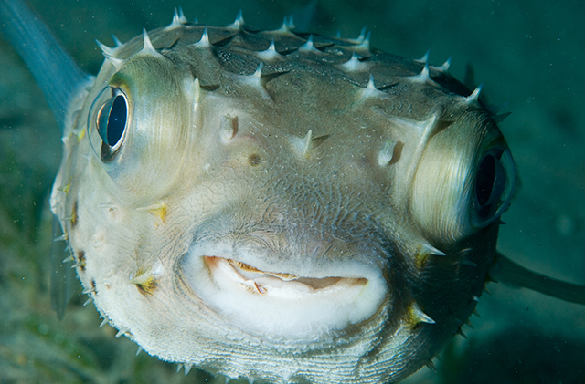 Рыбы-фугу умеют общаться друг с другом с помощью яда