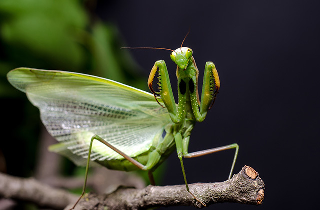 Почему самка богомола съедает самца