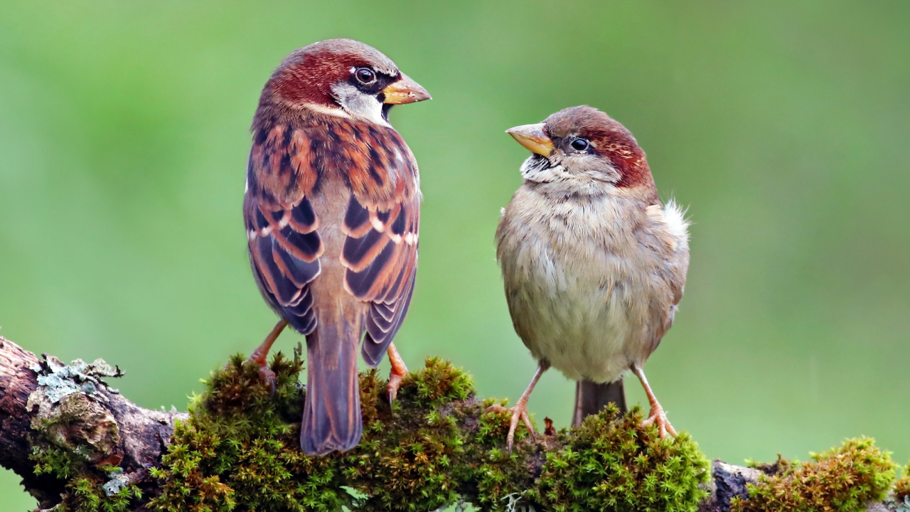 Зачем считают воробьев