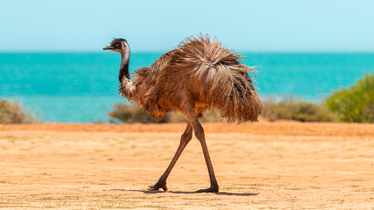 Что это за птица эму и как она выглядит