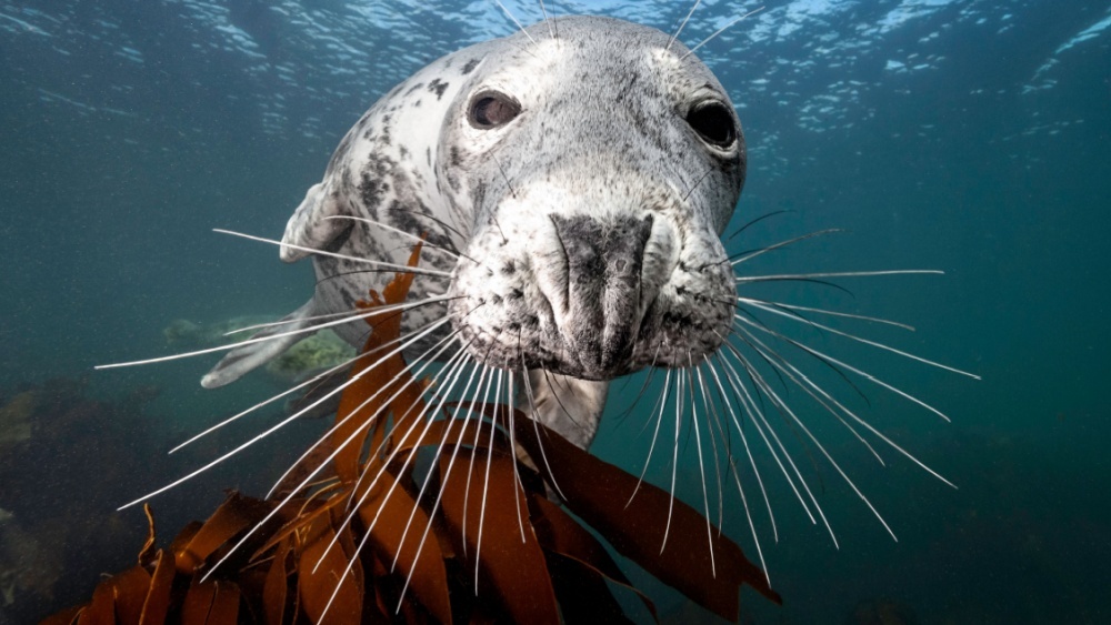 Биологи раскрыли, как тюлени ориентируются по подводным следам