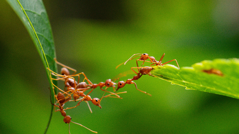Как Земля стала Планетой муравьев и есть ли места, где их нет
