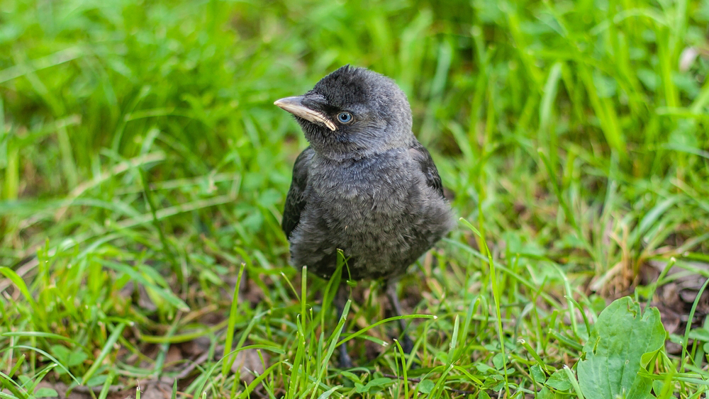 Галчата учатся распознавать опасность, слушая старших птиц