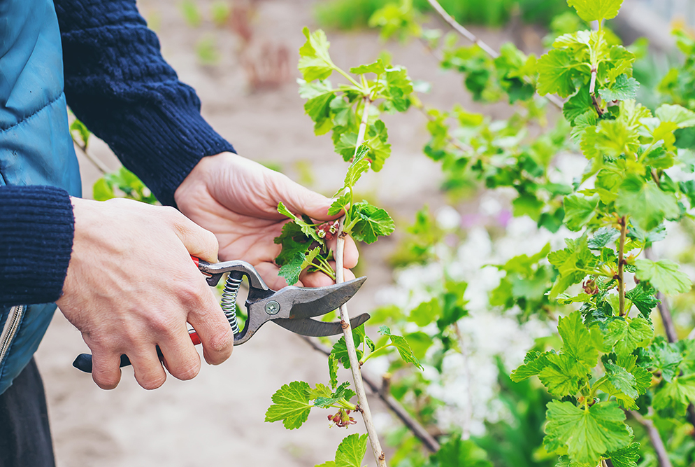 Чувствуют ли растения боль