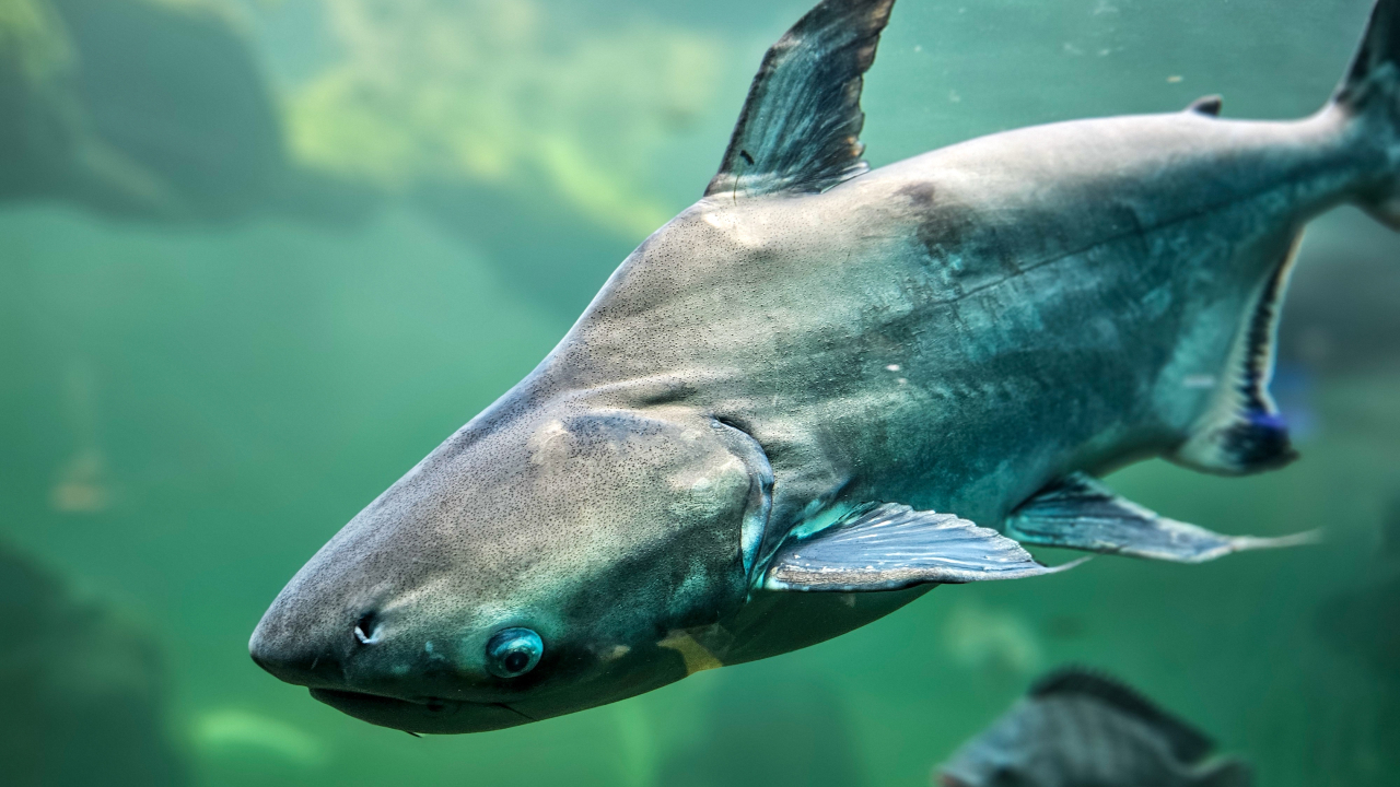 Речным рыбам угрожают новые климатические проблемы