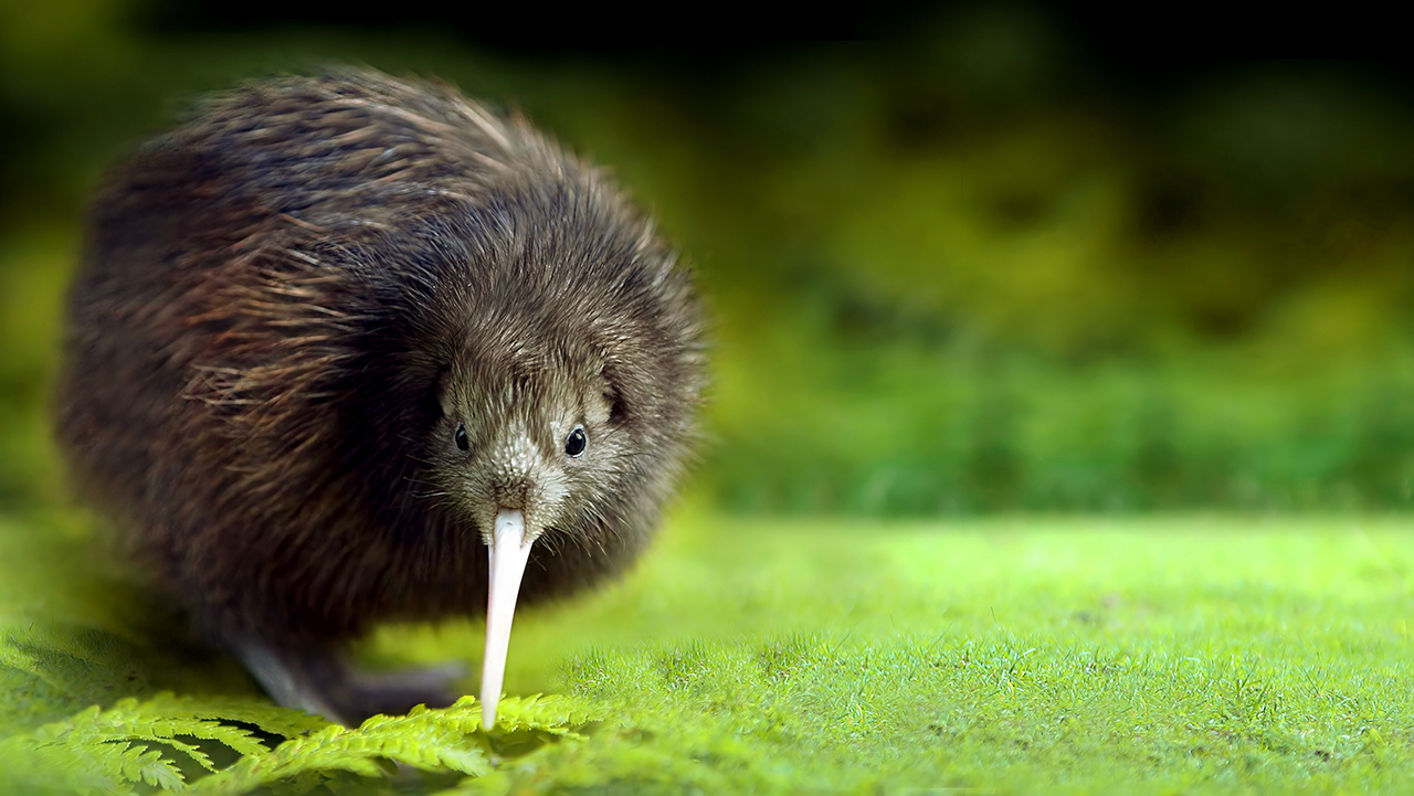 Киви: птица, чье название напоминает фрукт, а внешность — кошку