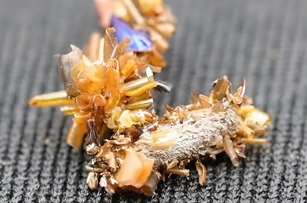 Собиратель костей: обнаружена гусеница, носящая на себе останки своих жертв