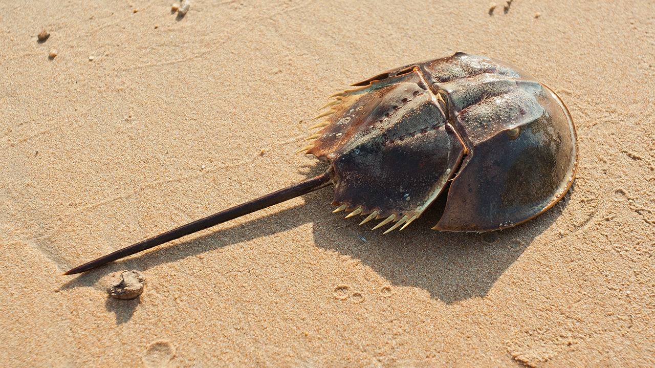 Мечехвосты: что это за животные и зачем людям их голубая кровь