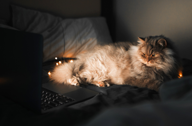 Почему домашние животные иногда плохо спят?