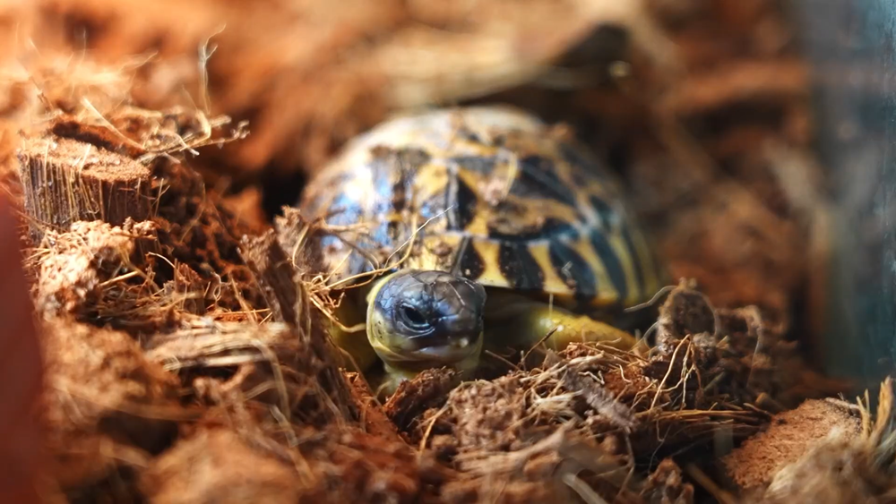 В Московском зоопарке родились редчайшие в мире черепахи