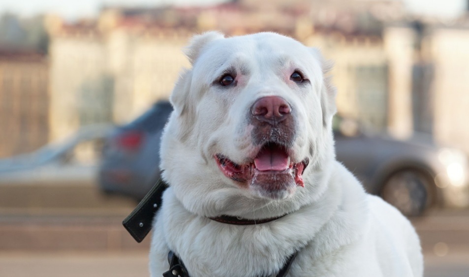 Алабаев включили в список культурного наследия ЮНЕСКО