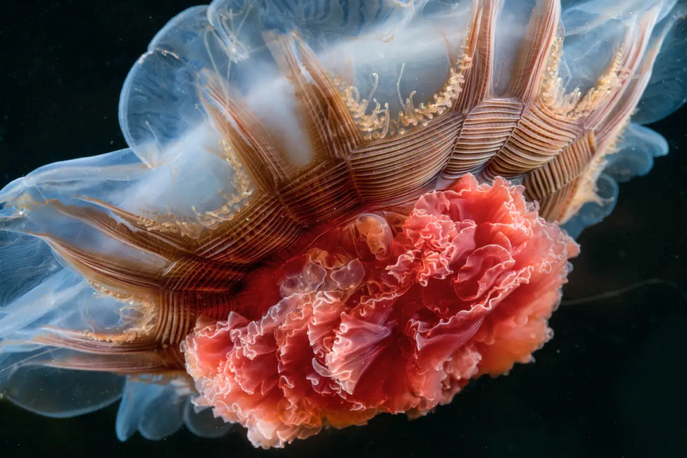Медуза с львиной гривой и чайные слоны: представлены фото года от National Geographic