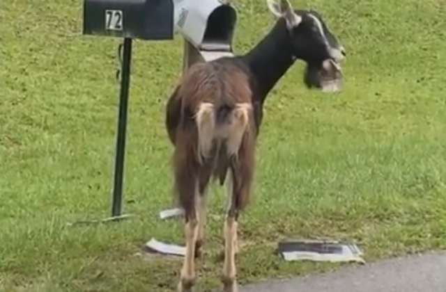 Коза залезла в почтовый ящик и съела письма