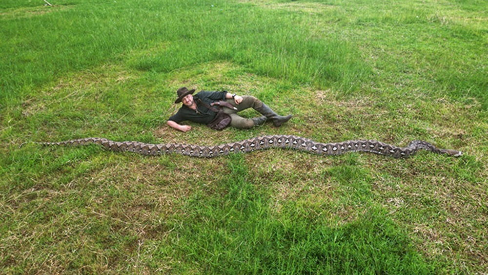 Самую длинную в мире змею нашли в джунглях Индонезии