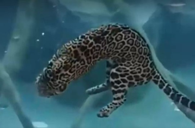 Подводная охота ягуара