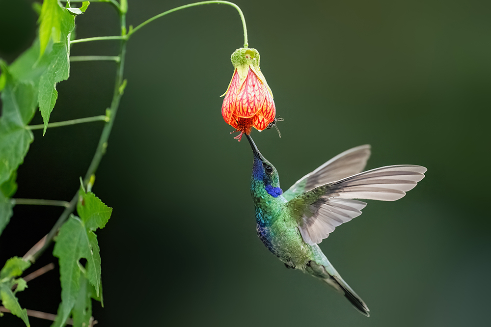 Колибри — что за птица и как она выглядит