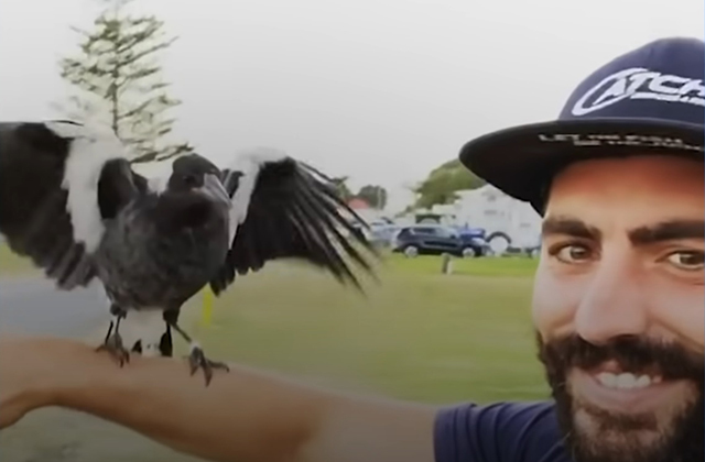 Спасенную сороку научили выполнять команды