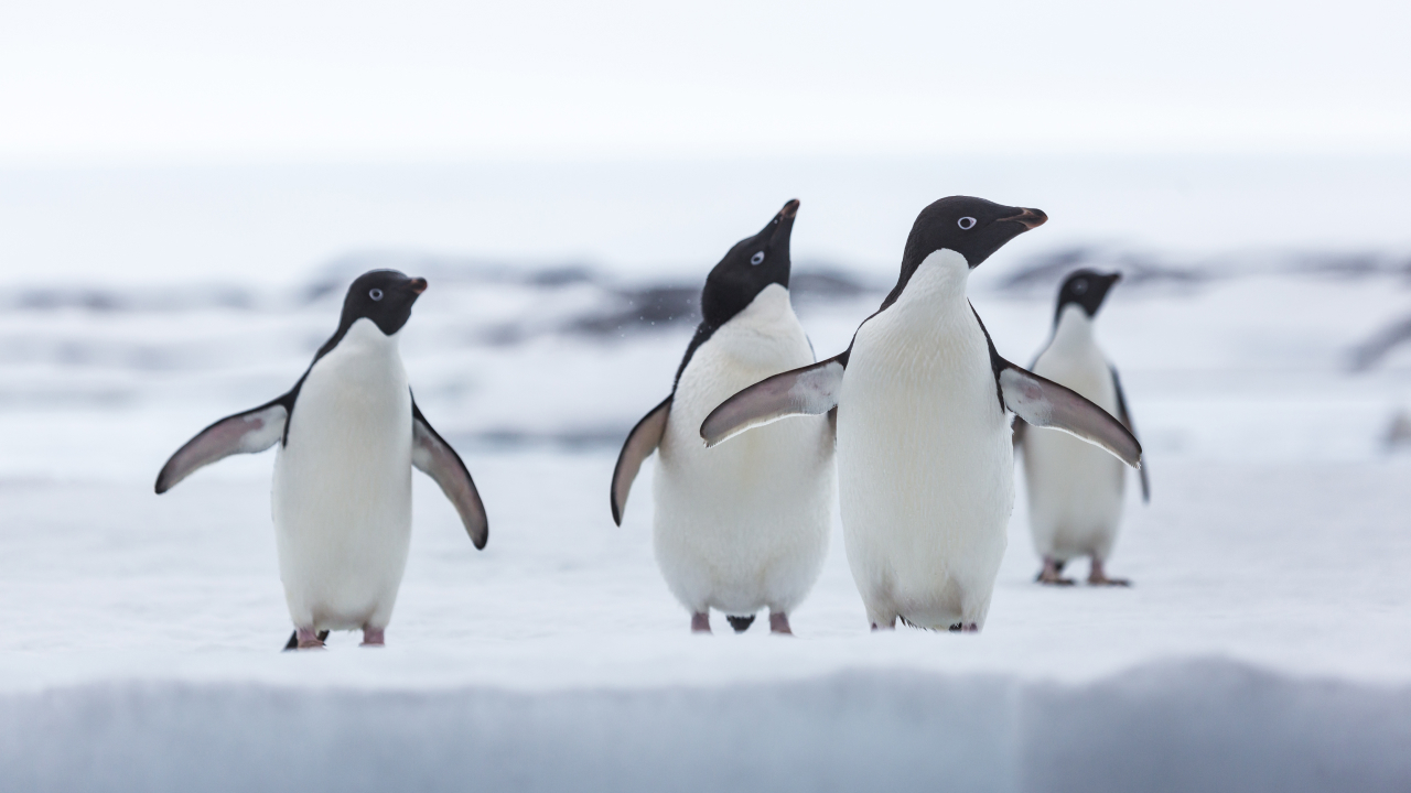 Российские полярники показали, как спят пингвины