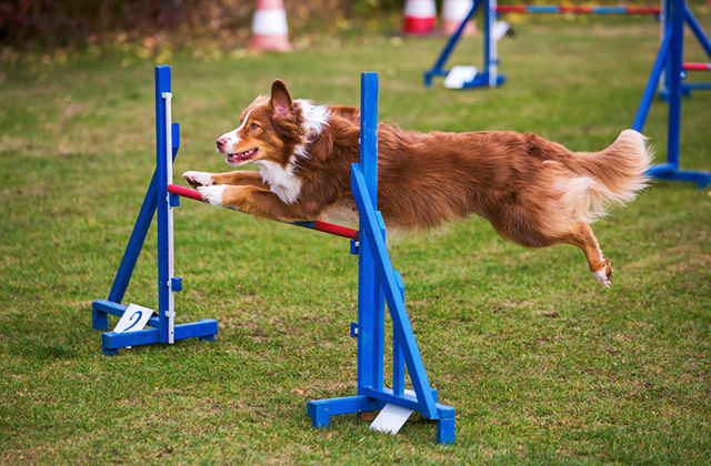 Выяснилось, как успокоить тревожную собаку