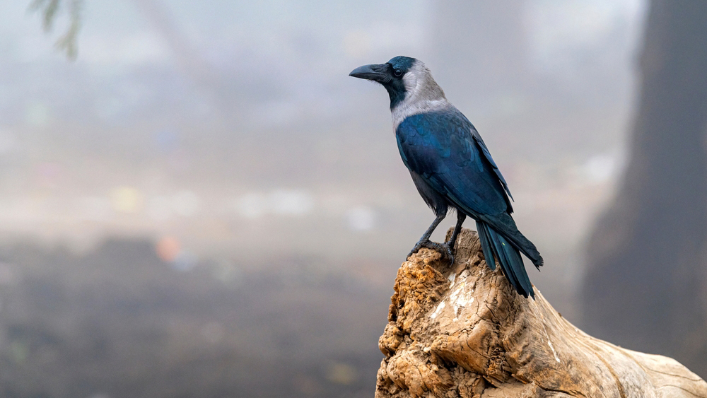Открытие: вороны запоминают места охоты волков и это помогает питаться им самим