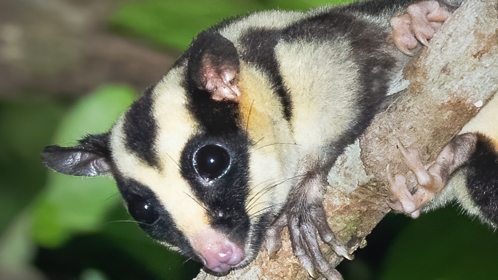 Вымерших 6000 лет назад поссумов внезапно обнаружили биологи