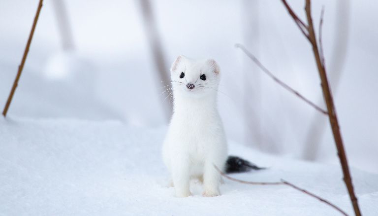 Кроме белого медведя: 10 животных, которые живут в Гренландии