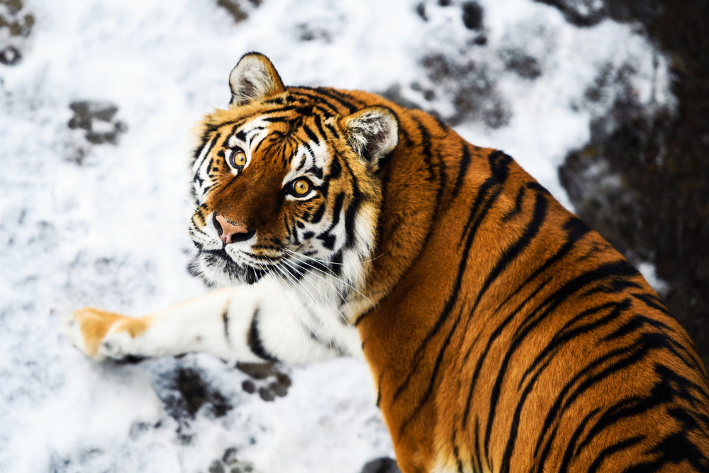 Приморский тигр засмущался, попав в объектив фотоловушки: смешное видео