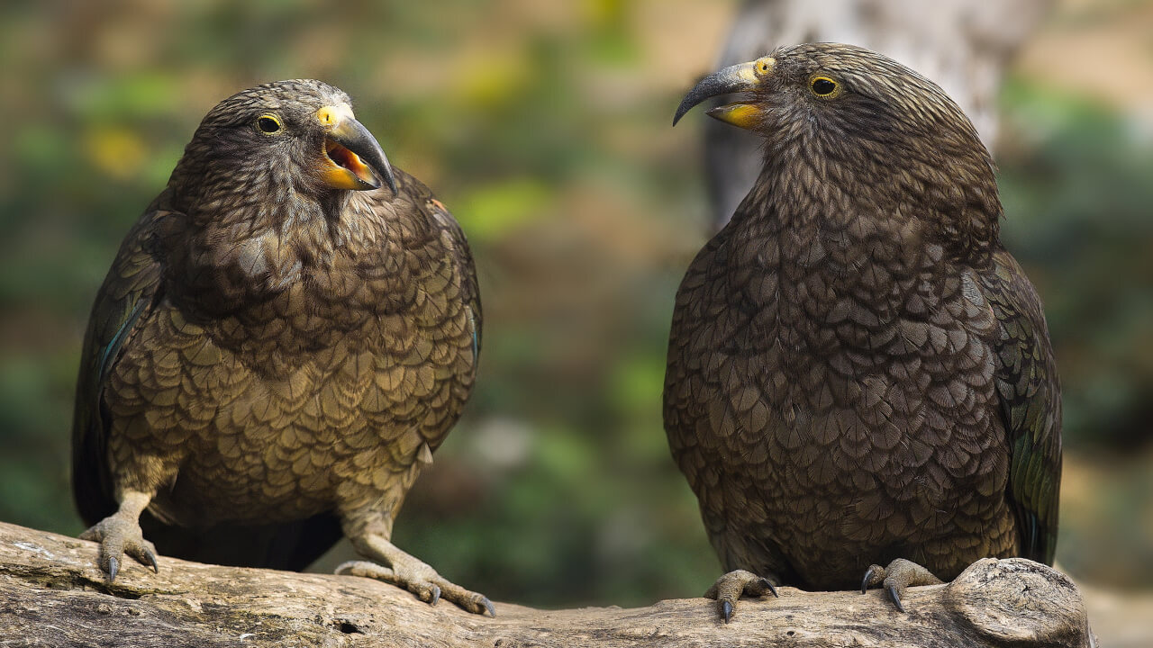 Над чем смеются животные