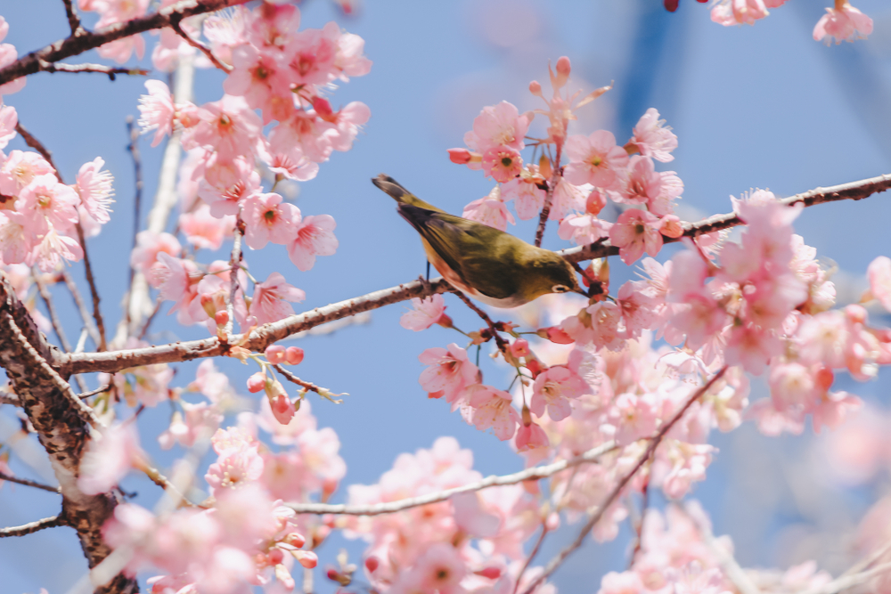 Где посмотреть цветение сакуры в России