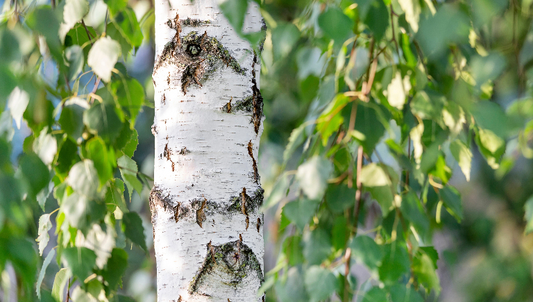 Правда ли, что береза «плачет», когда у нее забирают сок
