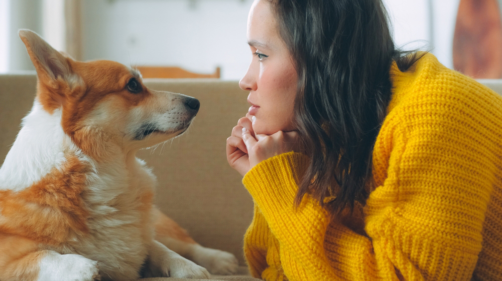 Исследование: хозяева собак часто не замечают боль у питомцев