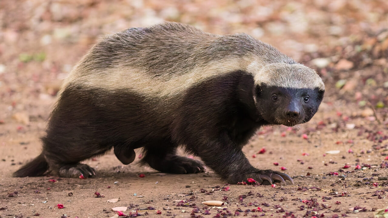 Медоед — зверь, не знающий страха