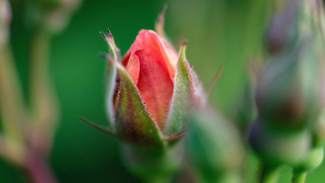 Чем занимаются растения в течение дня