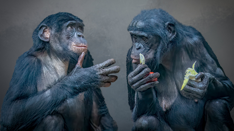 Когда появился первый язык