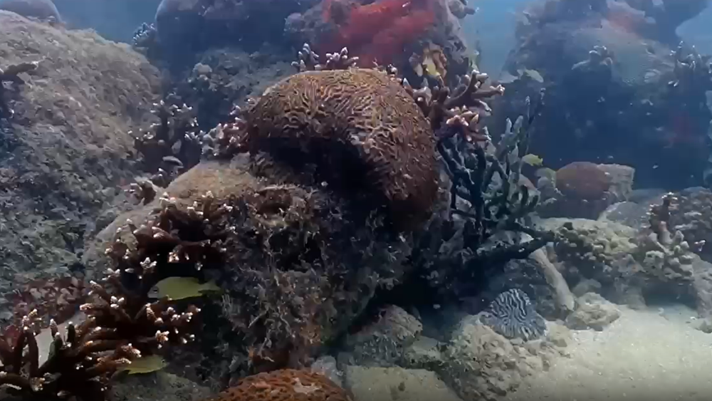 Биологи снимали возрождение кораллового рифа 1000 дней: кадры до и после