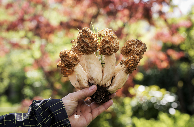 Грибы строчки и сморчки: что можно найти в лесу весной