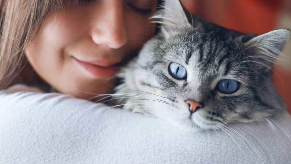 Кошки начали мурлыкать после одомашнивания, выяснили ученые