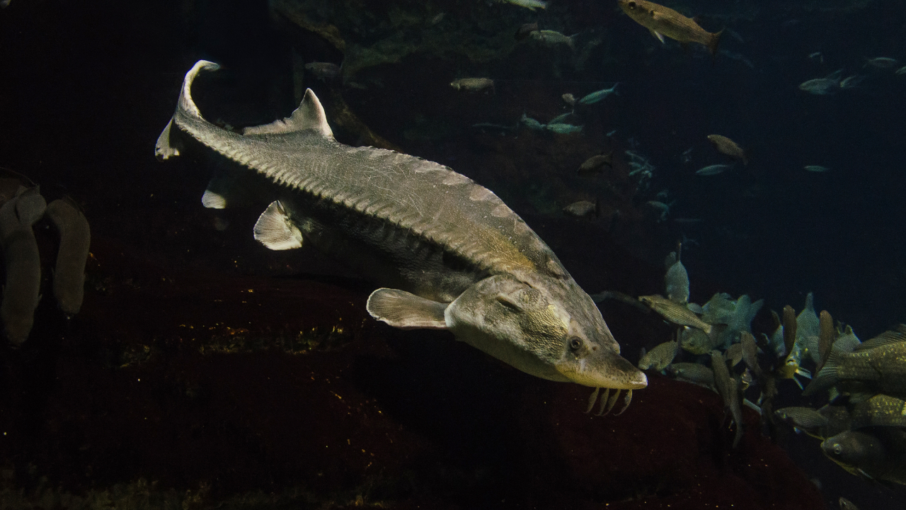 Впервые за 70 лет: редчайшая рыба обнаружена в Азовском море