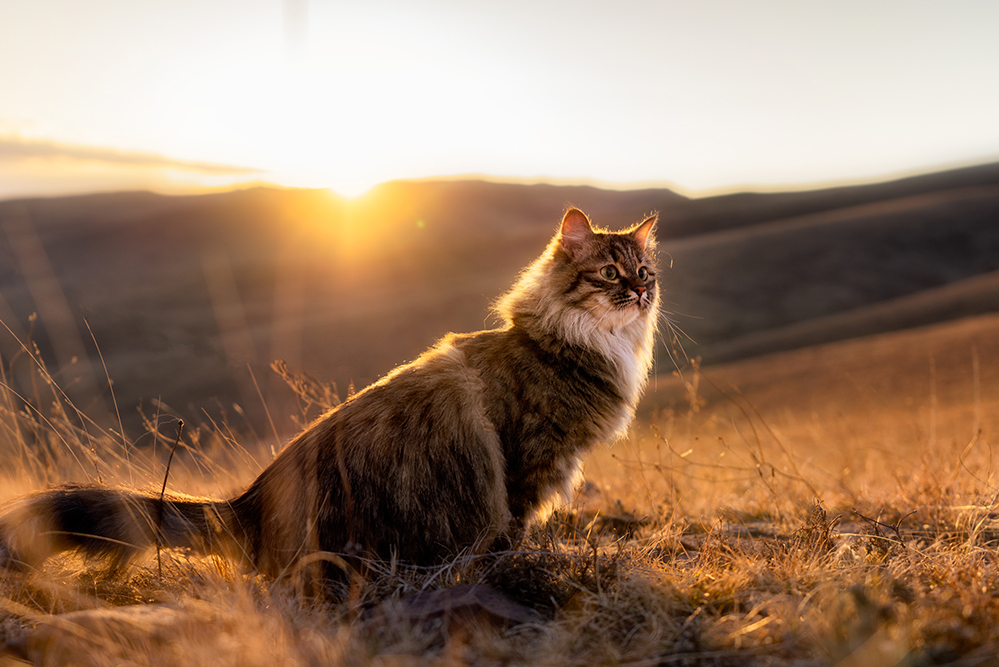 10 самых больших кошек в мире