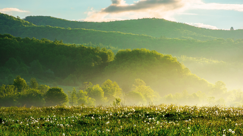 Травы исчезают в четыре раза быстрее лесов: глобальное исследование