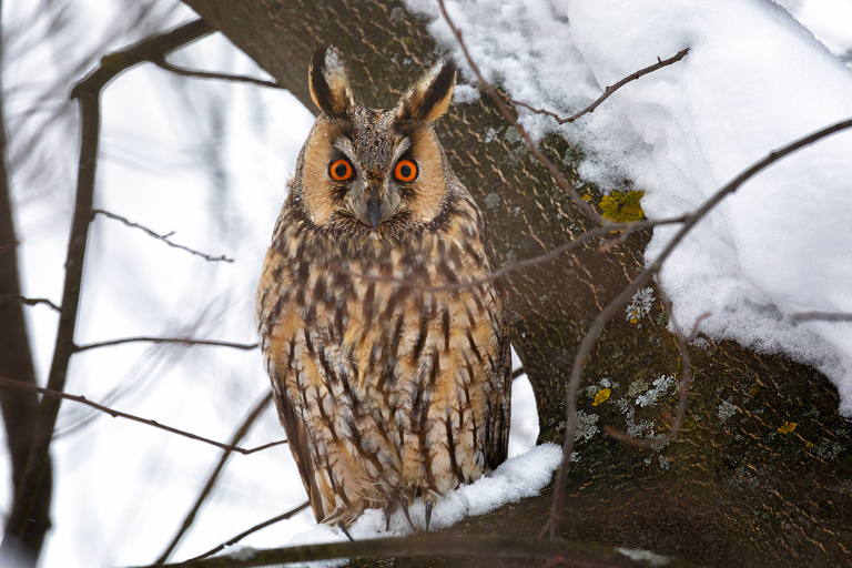 Сова в городе. Миф или реальность?
