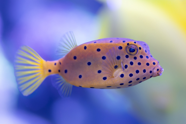 10 самых ядовитых рыб