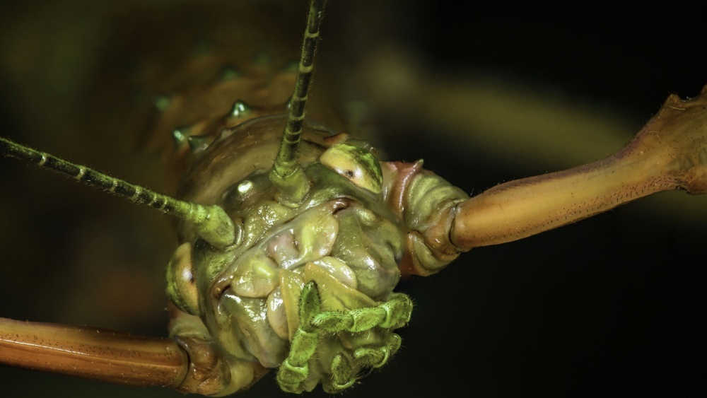 Гигантский палочник: обнаружен новый претендент на звание самого тяжелого насекомого Австралии